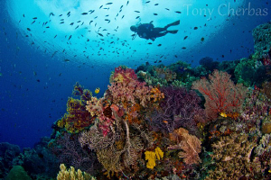 Nudi Rock, Raja Ampat by Tony Cherbas 